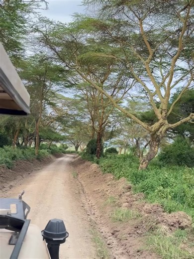 🇹🇿 3 DAYS | 2 NIGHTS SERENGETI SAFARI EXPERIENCE The Endless Plains of Tanzania – Where Every Game Drive Tells a Story DAY 1: ARUSHA ✈️ SERENGETI NATIONAL PARK Your adventure begins with a morning transfer from Arusha and a scenic flight or drive to the world-famous Serengeti National Park. Upon arrival, enjoy your first game drive across the vast golden plains, searching for lions, elephants, giraffes, zebras, cheetahs, and countless other wildlife species. Depending on the season, witness th