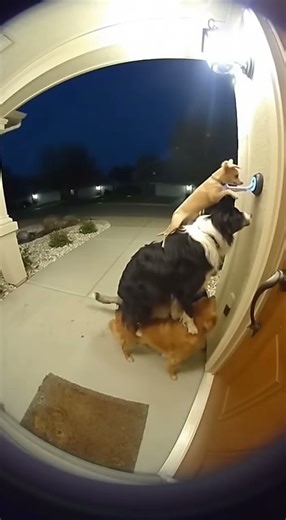 😂 “Caught on Doorbell Cam: Dogs Pranking a House Owner!”#CaughtOnCamera #FunnyDogs #DoorbellCam #Dog