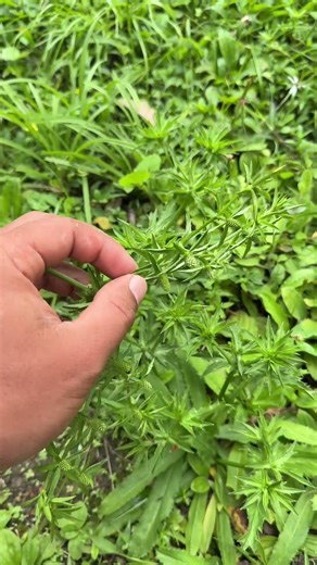 The traditional use of cilantro and cinnamon for natural wellness 🌿🍂