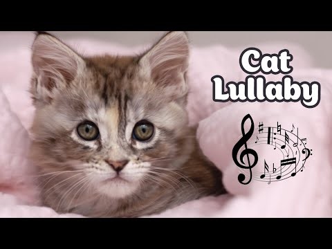 Lullaby for Cats 🌌 Soothing Sleep Music to Calm Anxious Cats & Promote Rest