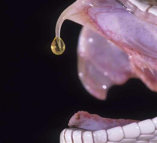 A Fascinating Look at Snake Milking