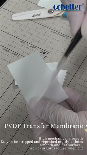 Cobetter lab vlogs--Western blot membrane cut #cobetter #shorts #westernblot #science