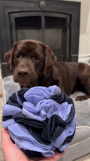 One of my new favourite enrichment toys is my Furrybloom ball from @furrypetlounge_official!! I’m very good at snuffling and this ball is perfect for keeping my nose and brain busy! Use code MILLE10 at checkout and get 10% off your purchase! • • • • • #thelabmillie #labs #labs_of_insta #labsofinsta #labsofinstagram #talesofalab #labradorlove #dog #labrador #chocolatelab #dogsofinsta #dogsofinstagram #labradorretriever #DoggytheWorld #labsforlife #labradoroftheday #labofday #laboftheday #worldofl