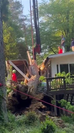 🌳✂️ No tree is too big for the Northside Tree Professionals team! #atlanta #treeservice #trending