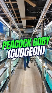 3.8K views · 36 reactions | Peacock Gobies are hands down one of the...