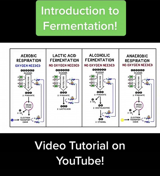 Introduction to fermentation! #fermentation #biology #biochemistry