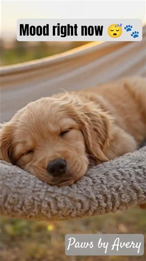 Try Not to Smile 😍 Sleeping Puppies in a Hammock #dogshorts #goldenretriever