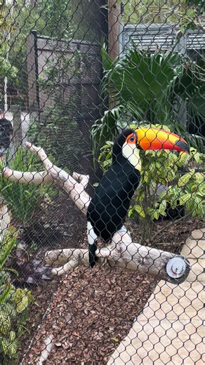 Toco toucan at Naples zoo, this is a new enclosure and there’s a similarly sized one next to it. I’m hoping to see the Zoo add more birds for breeding like these tocos and the southern screamers who live across the path ##tocotoucan##toucan##toucansoftiktok##aviculture##napleszoo
