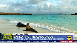 8.7K views · 163 reactions | The Galápagos Islands are home to animals found nowhere else on the planet. Amy Robach and Lindblad Expeditions explore the exceptional wildlife and what makes the ecosystem here so unique. #ExtraordinaryEarth gma.abc/35kgf6c | Good Morning America | Facebook