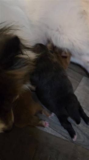 Olive's pups are getting chunky! | Sidney Spitz