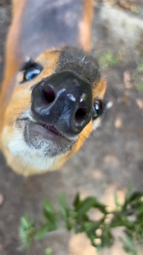 38K views · 1.6K reactions | Snoot boops on a loop  | San Diego Zoo | Facebook