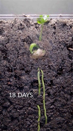 171 days of apricot growth – time lapse