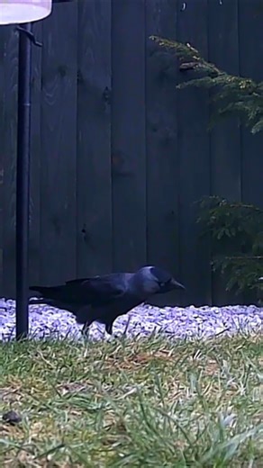 My Newest Garden Visitor: The Incredible Jackdaw! 🐦✨ #jackdaws, #westernjackdaw, #feedingjackdaws