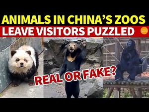Real or Fake? Animals in China's Zoos Leave Visitors Puzzled