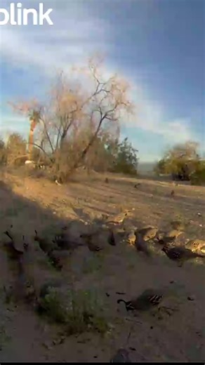 Another day in happy quail land. #arizona #riverlife #quail