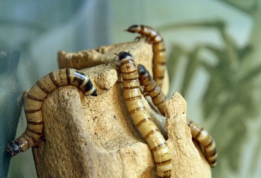 White Worms in the House Crawling up the Walls | Identification and Control Guide - Pest Samurai