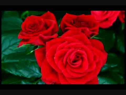 "What a wonderful world" - Harmonica chromatique - Louis Armstrong - Harmonica tabs