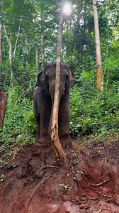 10K views · 253 reactions | Bank Mahout on Reels | Facebook