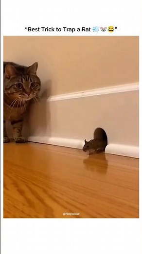 This Trick Trapped the Rat Instantly 💀🐭🤣 #shortsvideo #rat #trap #funny #comedy