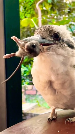 “LOOK WHAT I CAUGHT!” Clever Hunter Proudly Shows Kill | Kookaburra vs Mouse #hunt #prey #birds