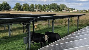 Farmer uncovers unexpected benefits of solar panels on cropland — here's how it's transforming food production