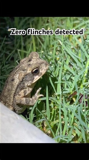 Introducing Gulf Coast Toad #nature #wildlife #texas #garden #wildlife #statues #toad #shorts #fyp