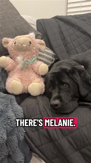 Rip to miss lambie💕 You were a great stuffie. Say hi to all my other stuffies in toy heaven🐾 #dogsoftiktok #dogs #cutedogs #dog #fyp