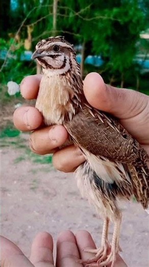 common quail voice||quail calling short video||quail short video