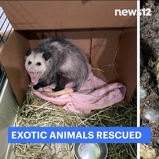 4.3K views · 40 reactions | EXOTIC ANIMAL RESCUE: New pictures were...