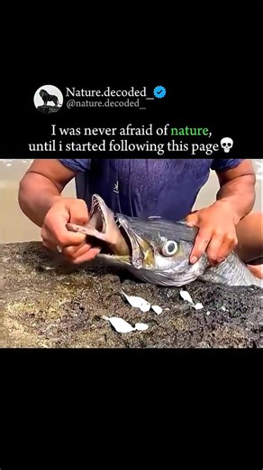 Earth | Nature | Ocean on Instagram: "Narrow-barred Spanish Mackerel (Scomberomorus commerson) is a highly important and well-known fish across the Indo-Pacific. It is often simply referred to as Spaniard or Kingfish in some regions (like Australia) or King Seer (in the Indian Ocean). Here are the key facts about this large, fast-swimming predator: Coloration: The back and flanks are typically vivid blue to dark grey, fading to a silvery blue grey on the belly. The Bars: Their defining feature i