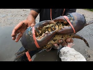 Oh ! This Way Of Catching Big Crab Is Amazing