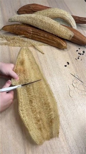 How Luffas are ACTUALLY made 🤯 #trending #shorts