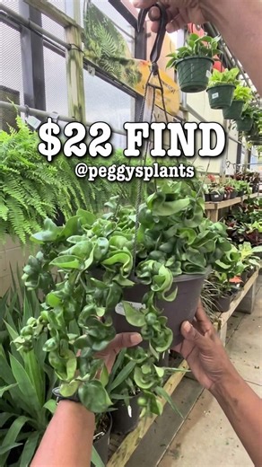🌿 Hoya Carnosa Compacta Hindu Rope Plant at Home Depot?! 🌿 | Plant Sighting #plants #plantas
