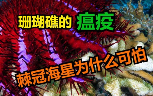 棘冠海星：珊瑚礁的破坏者，不可阻挡的瘟疫，曾为守护珊瑚的骑士