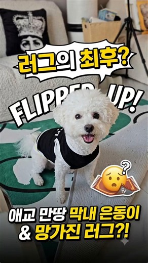 우리 집 거실 러그가 남아나지 않는 이유 (feat. 비숑 형제) #비숑하동이랑은동이 #다견가정 #강아지일상 #거실러그 #개어멈일상 #bichonfrise #cutedog