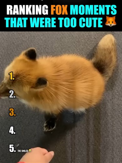 Foxes are unreal 😭🦊 #1 melted me… #FoxRanked #fox #cute #animals #ranking #shorts
