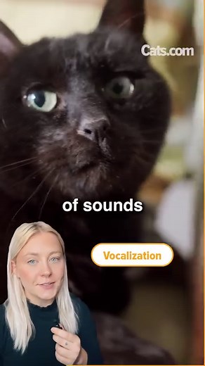 79K views · 1.2K reactions | How to communicate with your cat  | Cats.com | Facebook