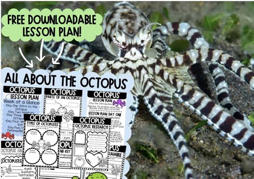 Learn All About the World of Octopuses in Our Free Downloadable Lesson Plan