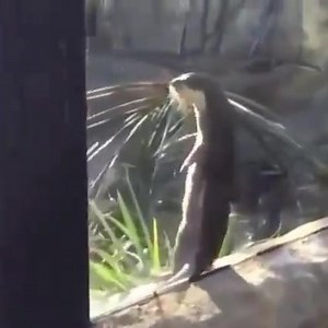 Steve attempts sexy dancing. | Otter