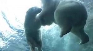 These cute polar bears are amazing, especially when they are play fighting in the pools! #polarbearsrock #assiniboineparkzoo #slomobears | Assiniboine Park & Zoo