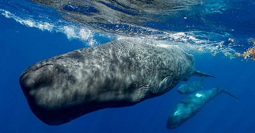 "Parlez-vous baleine ?" : des chercheurs réussissent à créer un "alphabet phonétique des cachalots"