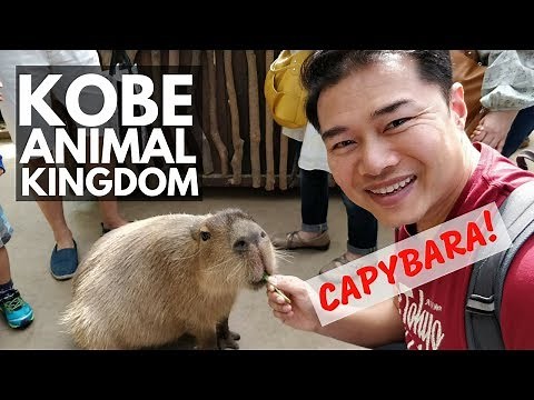 Kobe Animal Kingdom 神戸どうぶつ王国 | Vlog 68 | Lin Nyunt