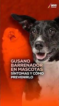 Screwworm in Nuevo León: Symptoms and how to prevent it