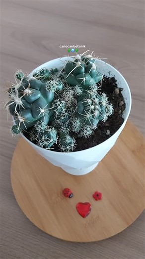 🌷 Canan Seven İleri 🌷 on Instagram: "🌵Kaktüs bakımında saksı ve toprak seçimi çok önemlidir. Özellikle saksının mutlaka hava deliklerinin bulunması gerekir. Son yıllarda dekoratif amaçlı bazı seramik kaplara dikmek için çakıl taşıyla drenaj sağlansa da yeteri kadar ve düzgün bir drenaj sağlanmazsa bitki kökleri kısa sürede çürür. Bu durum bitkinin ölümüne yol açar. 🌵Kaktüs türleri genelde yavrulamaya müsait olduğu için bitkinin gelişimine uygun büyüklükte sonradan dereceli olarak büyütebilec