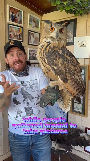 Have you ever seen a flying cat?#owl #animals