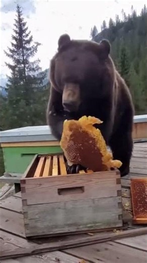 Bear Stole Honey… Instant Regret 😂🐻 #shortsfeed #funnyanimals #animalvideos #वन्यजीव #野生動物