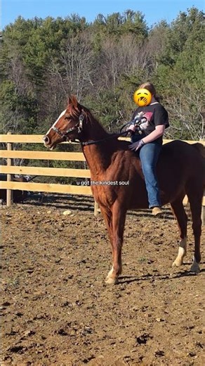 Oh Ranger… | #horse #fypシ゚viral