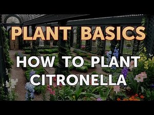 How to Plant Citronella