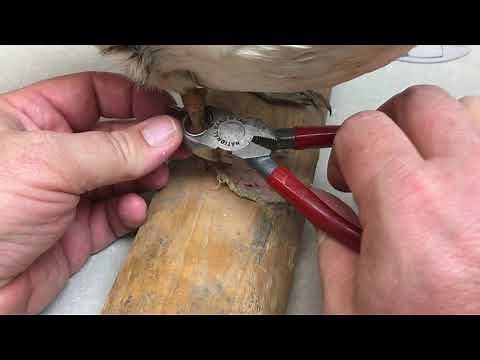 Banding birds with leg bands