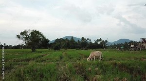 Rural area of paddy field. Cow eat grass.